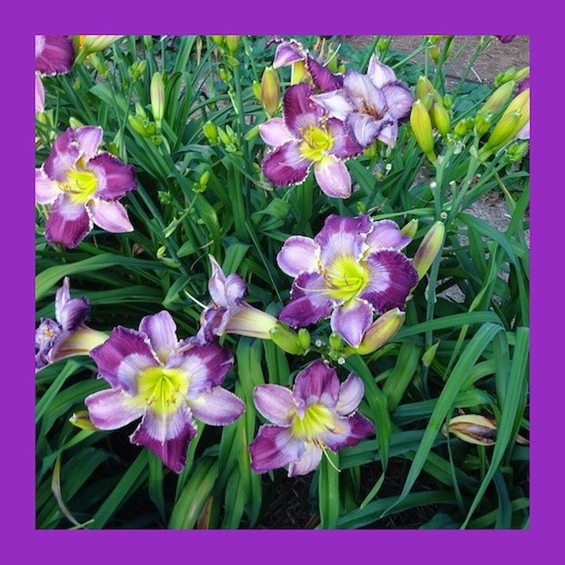 LIGHT FANDANGO from starcrossedseeds