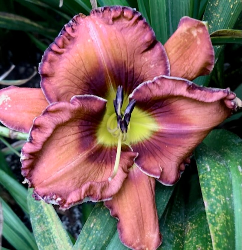 CHOCOLATE BLISS from starcrossedseeds