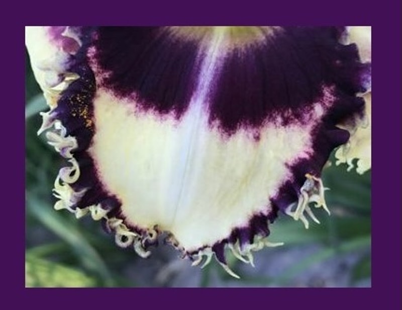 COLE BECK from starcrossedseeds