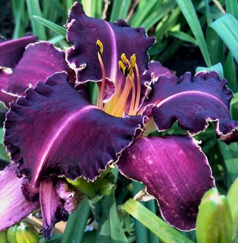 DON'T GO BACON MY HEART from starcrossedseeds