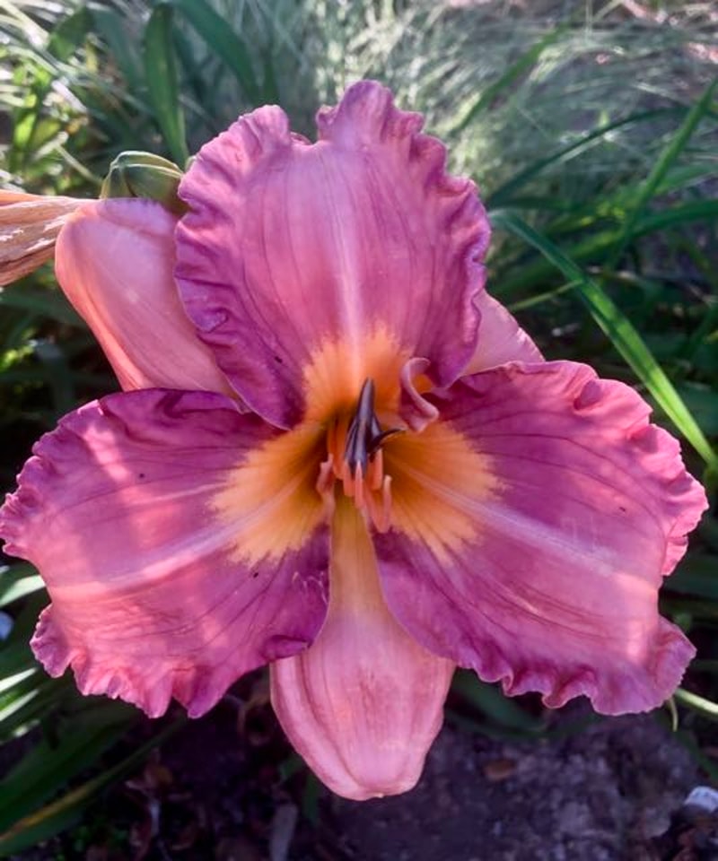 SOPHIE'S AMBER HEART from starcrossedseeds