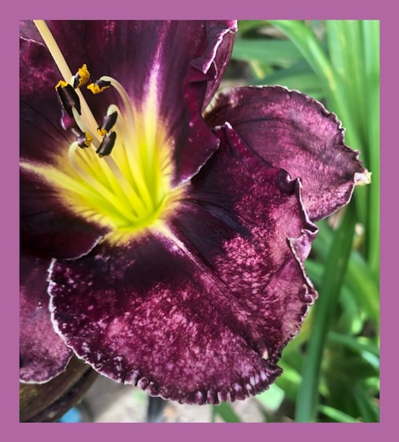 WINE WEBBING from starcrossedseeds