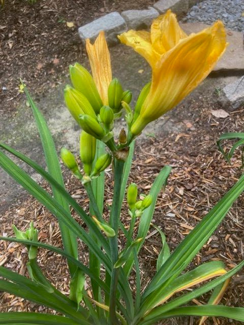 TATTERED LACE from starcrossedseeds