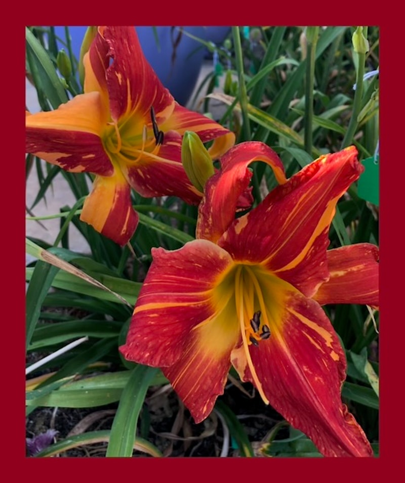 EXPLOSION IN THE PAINT FACTORY from starcrossedseeds