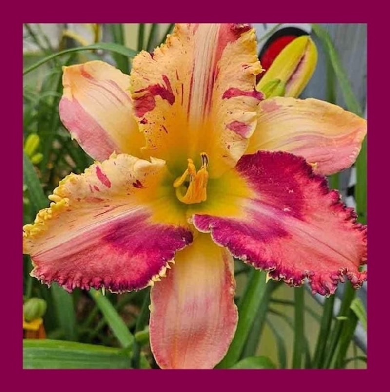 UNPREDICTABLE from starcrossedseeds