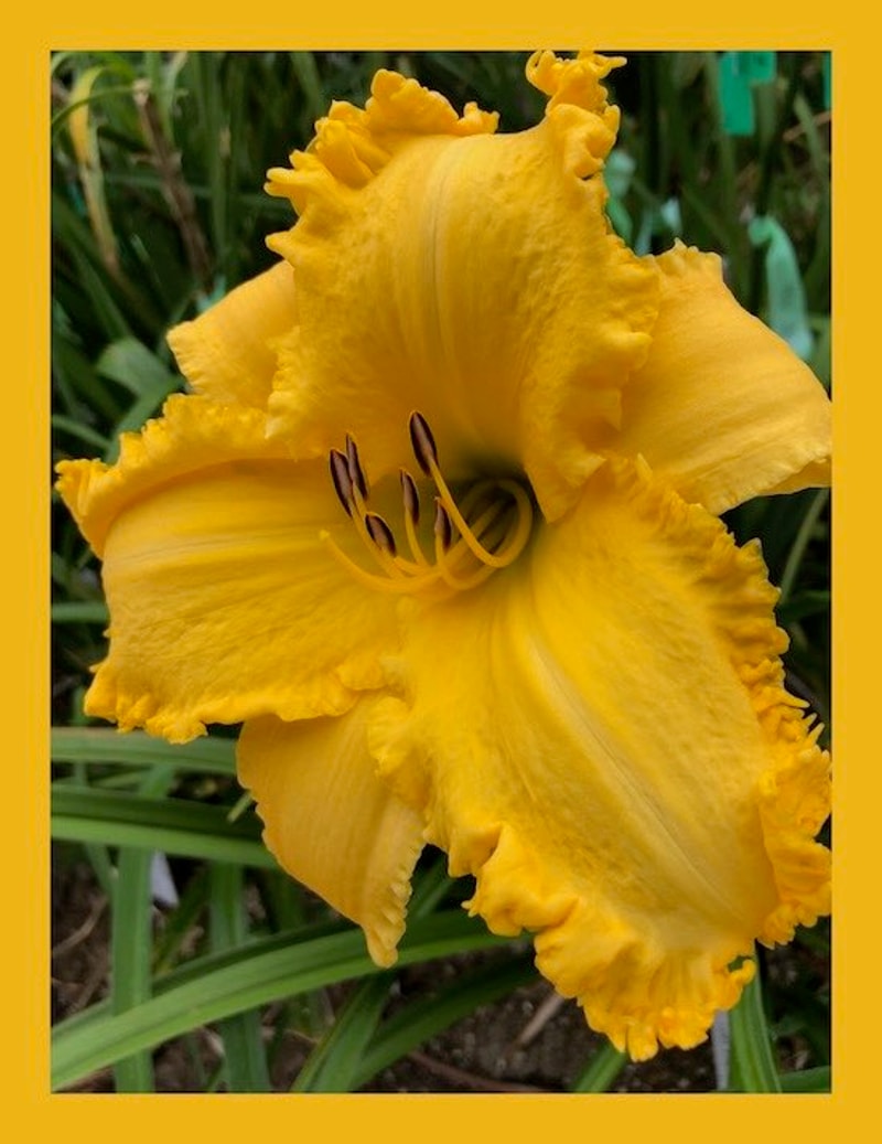 DAVID KRIEGER, WAGING PEACE from starcrossedseeds