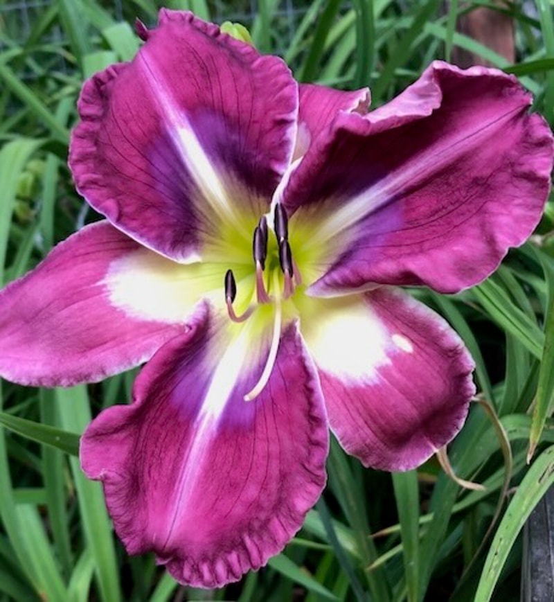 FLIRTING WITH BLUE from starcrossedseeds