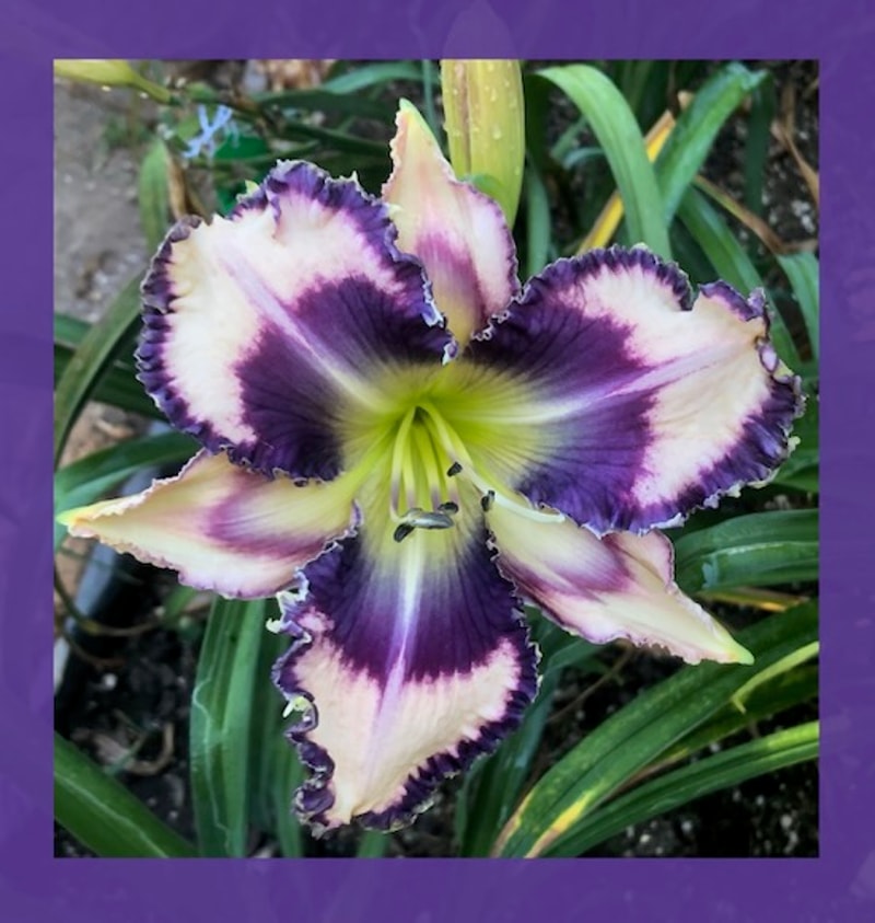 GENEVA BLUE MOON from starcrossedseeds