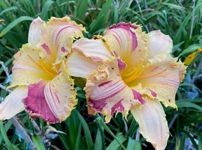 STARMAN from starcrossedseeds