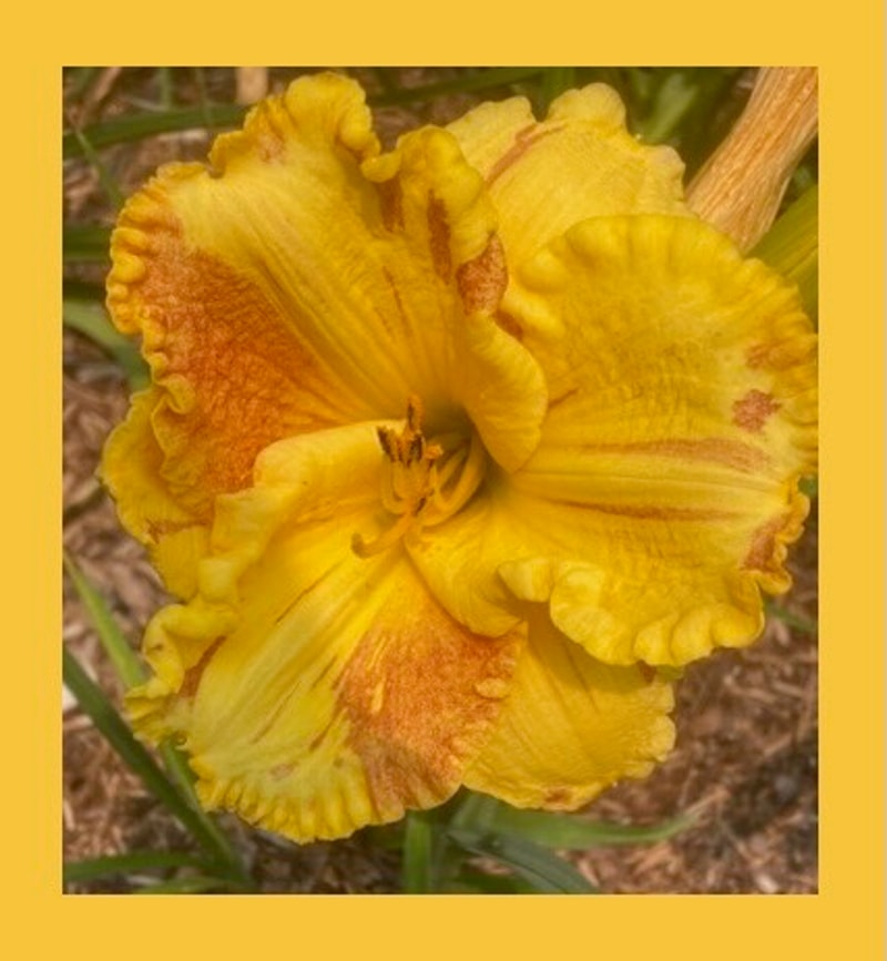 TATTERED LACE from starcrossedseeds