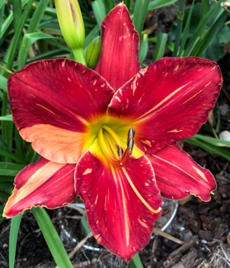 SCUFF MARKS from starcrossedseeds