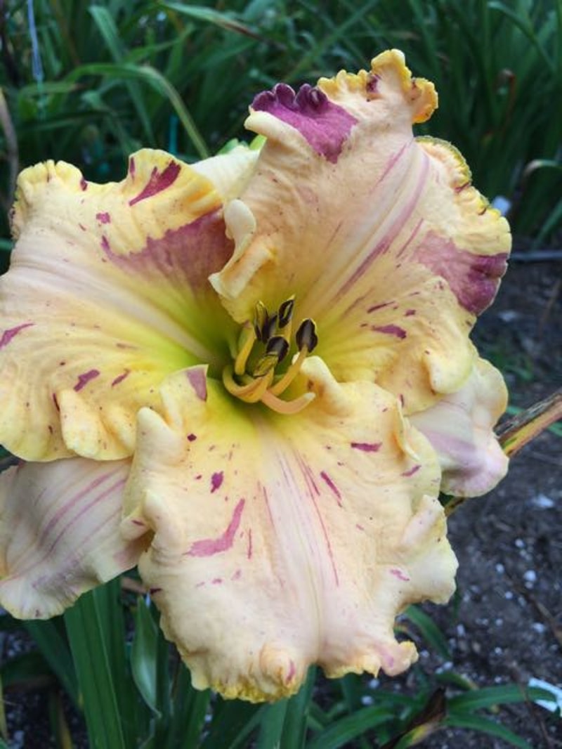 UNDEFINABLE from starcrossedseeds