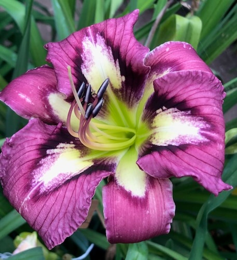 STELLAR IMPACT from starcrossedseeds