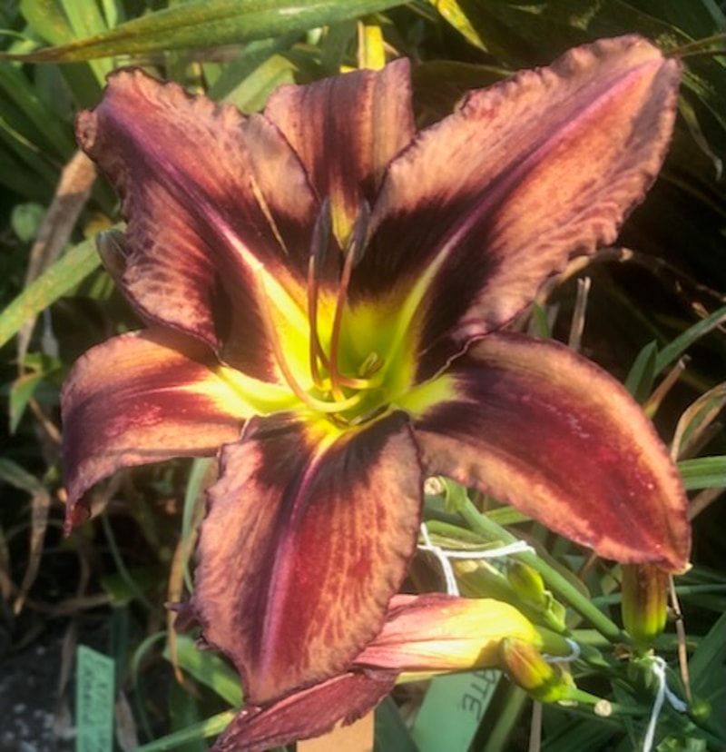 SABLE PERFECTION from starcrossedseeds