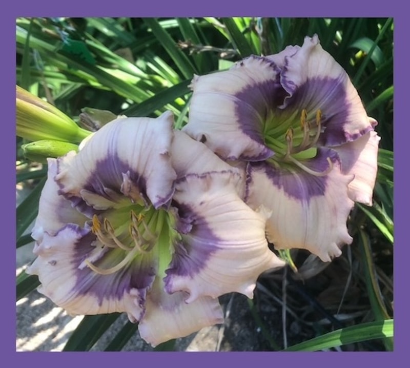 HEAVENLY BEARDED LADY from starcrossedseeds