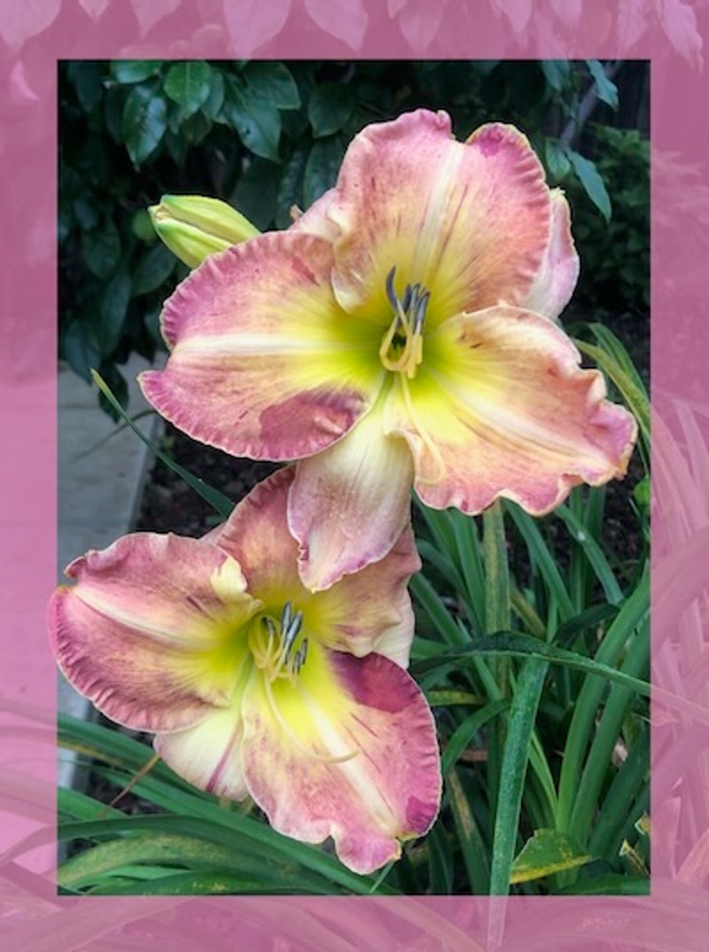 PICASSO'S SCHEHERAZADE from starcrossedseeds