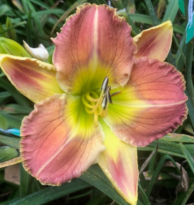 DONNA MEDINA from starcrossedseeds