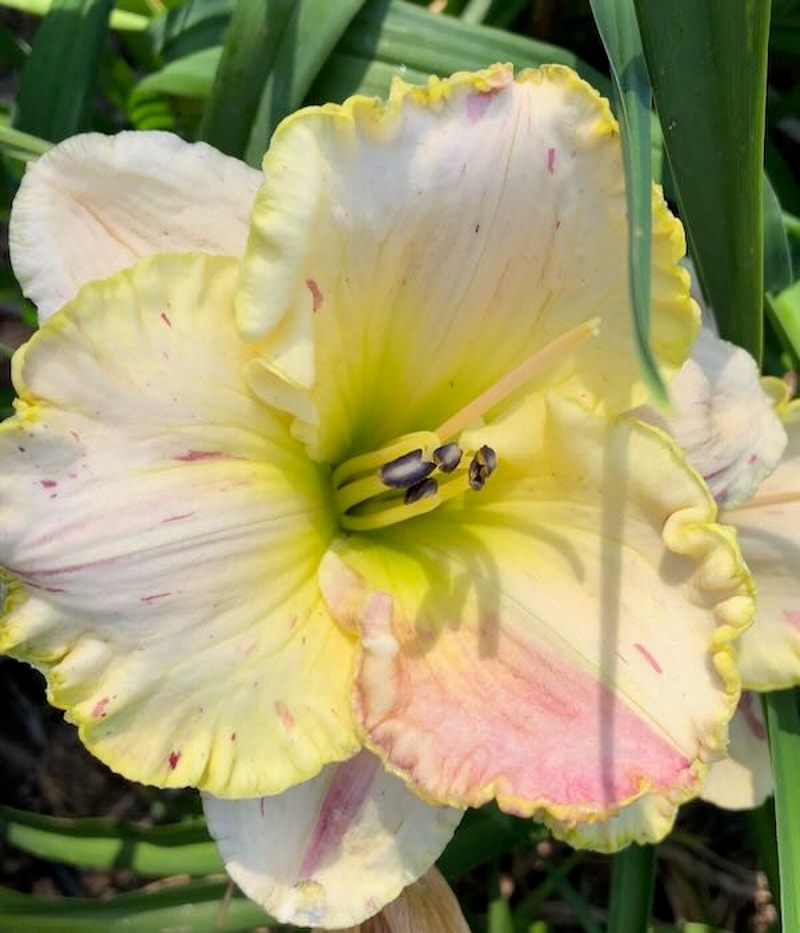 ADDIE'S RASPBERRY SPLASH from starcrossedseeds