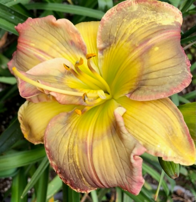 COAT OF MANY COLORS from starcrossedseeds