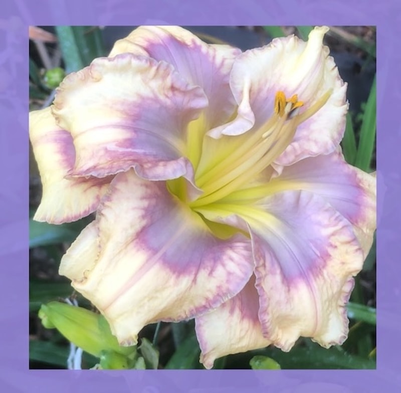 GRAND WAZOO from starcrossedseeds