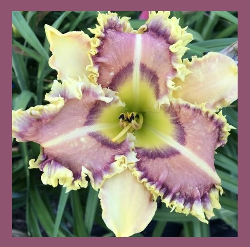 MONSTER MAN from starcrossedseeds