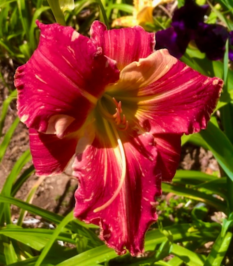 RICHARD J. HOWARD from starcrossedseeds