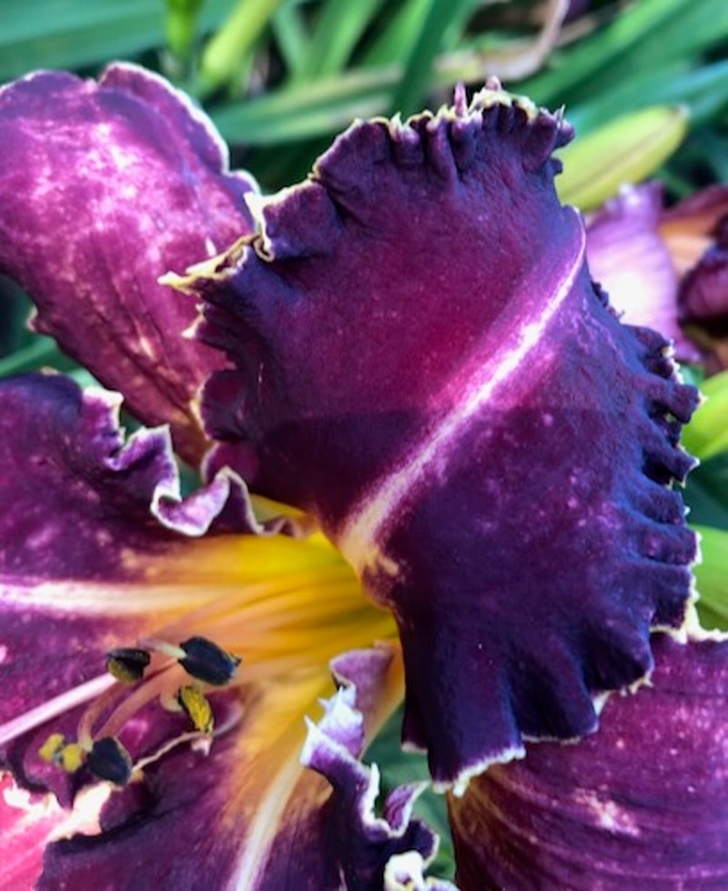 DON'T GO BACON MY HEART from starcrossedseeds