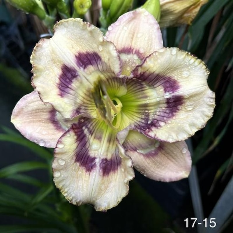 STRESSED OUT from starcrossedseeds