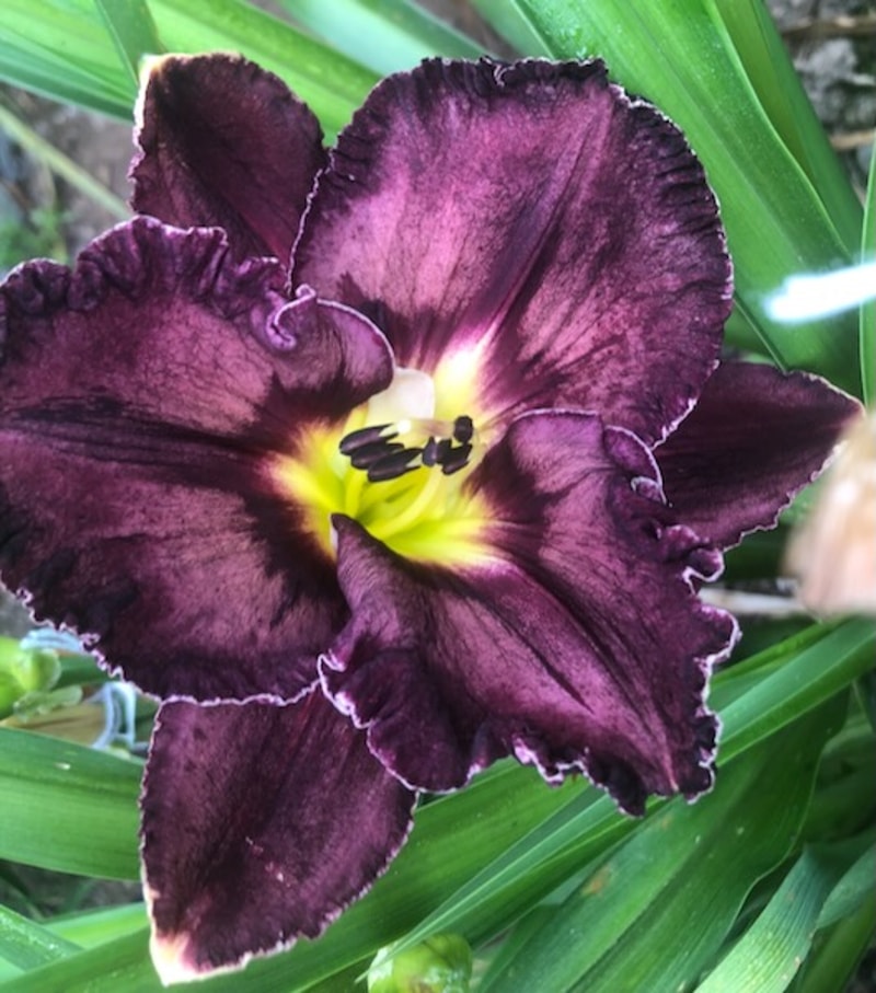 NAT'S TASMANIAN HAMMER from starcrossedseeds