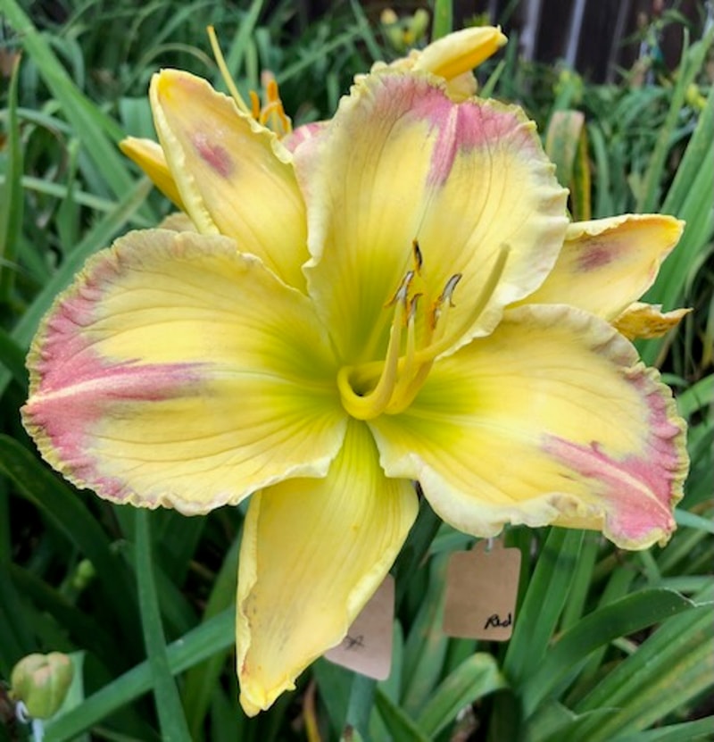 DONNA MEDINA from starcrossedseeds