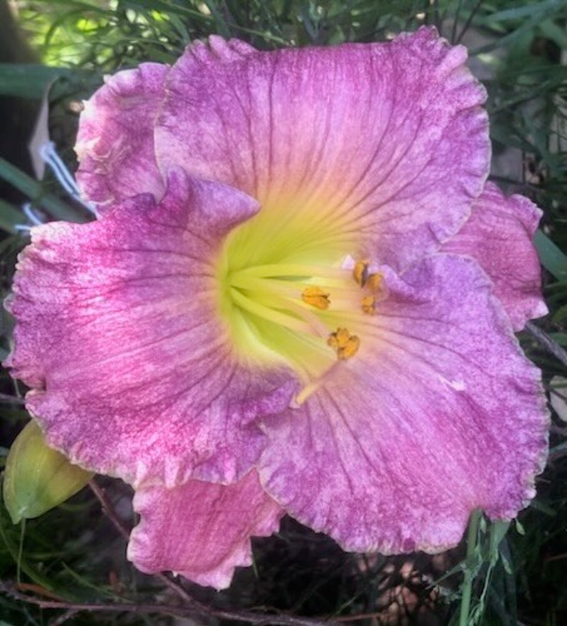 SANDS THROUGH THE HOURGLASS from starcrossedseeds