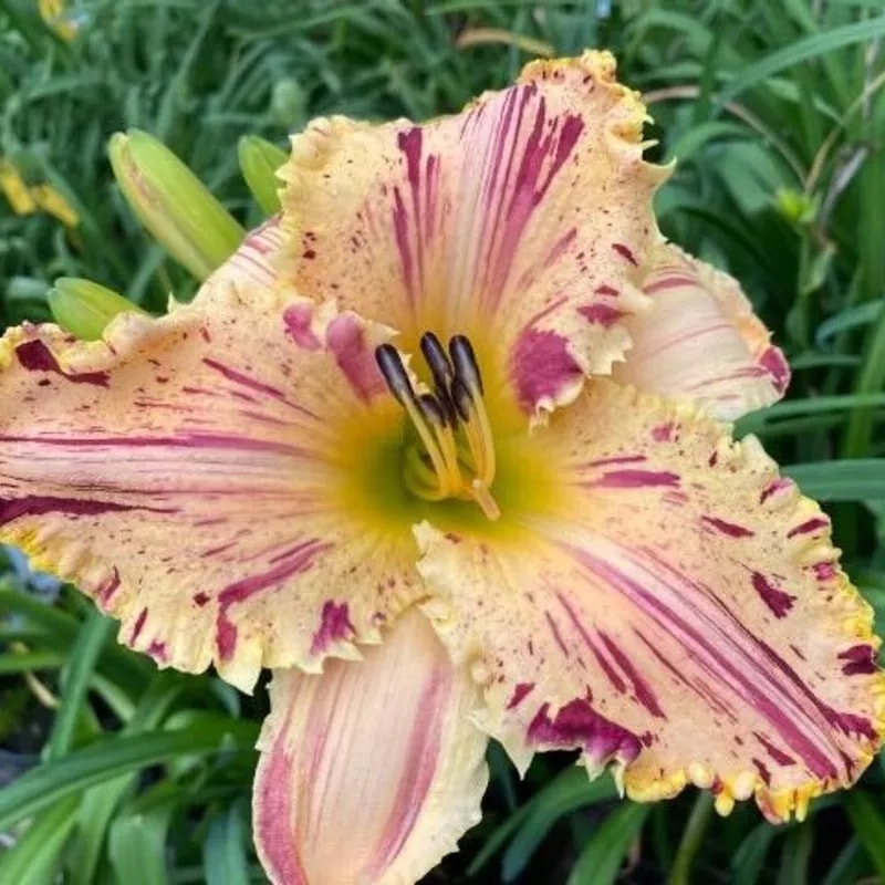 STARMAN from starcrossedseeds