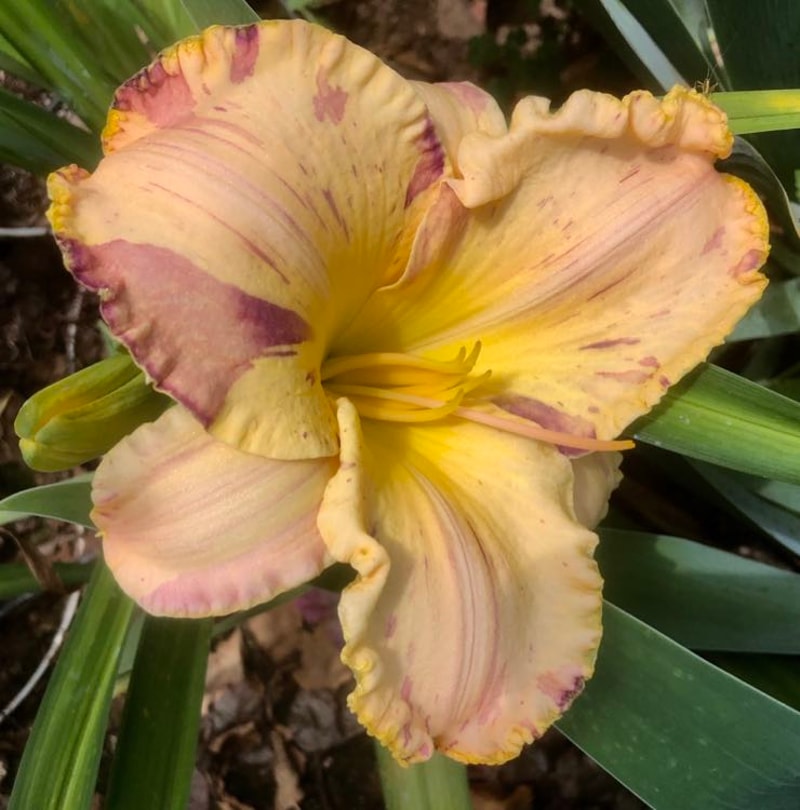 BLAME IT ON THE RAIN from starcrossedseeds