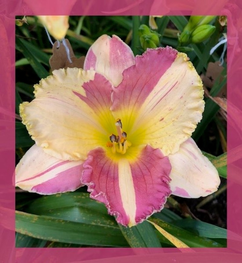 SUNBERRY SPLATTER from starcrossedseeds