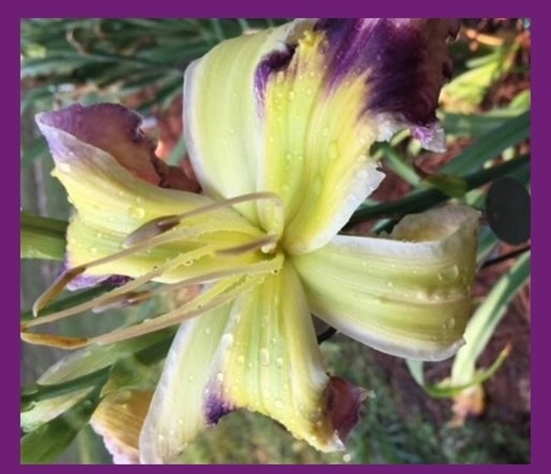 SHELTER OF YOUR WINGS from starcrossedseeds