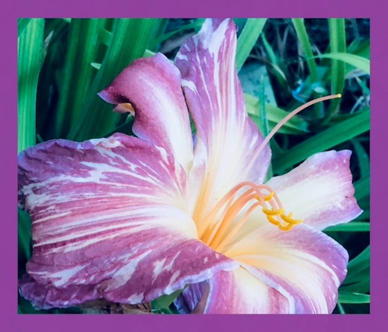 PINK STRIPES from starcrossedseeds