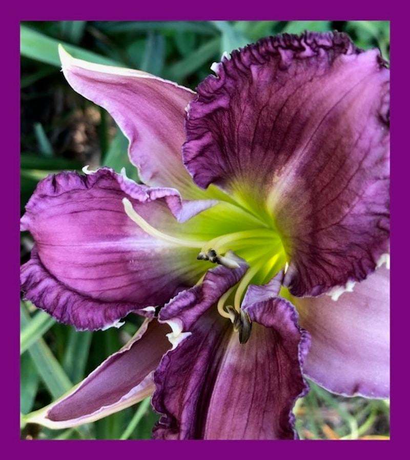 IF PELICANS COULD SMILE from starcrossedseeds