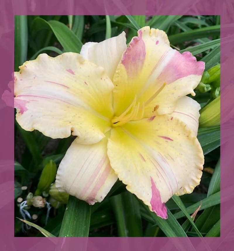 WHISKEY GLASSES from starcrossedseeds