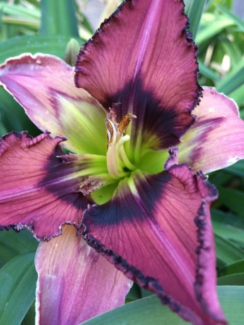 BLACK BRISTLES from starcrossedseeds