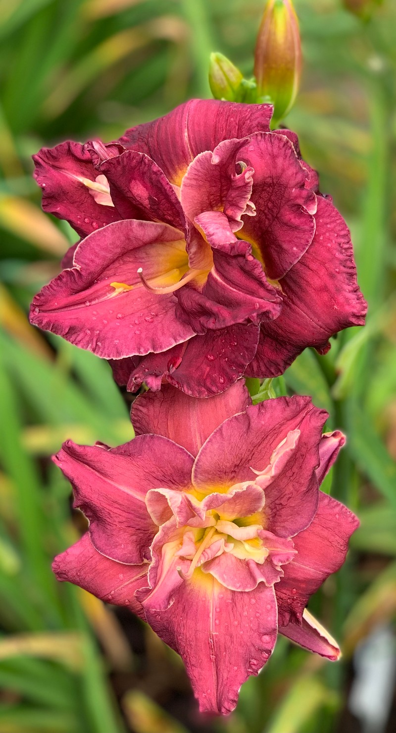 Royal Corsage from RollingOaksDaylilies