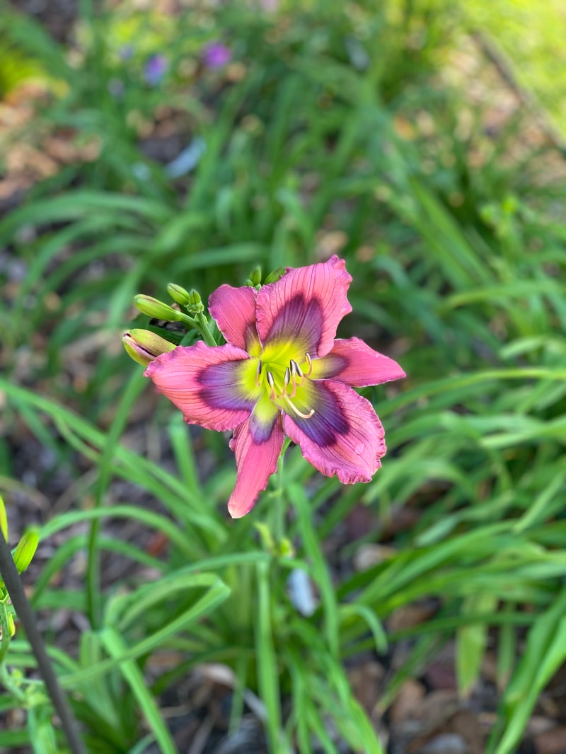 Twisted Blue Time Warp from RollingOaksDaylilies