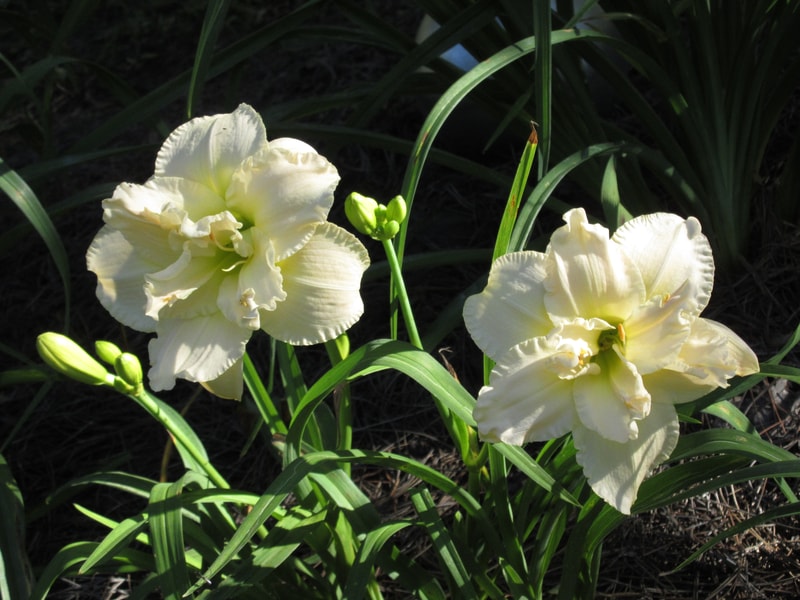 Peggy Jeffcoat from RollingOaksDaylilies