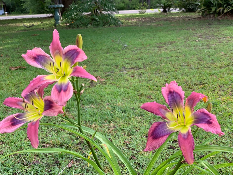 Twisted Blue Time Warp from RollingOaksDaylilies
