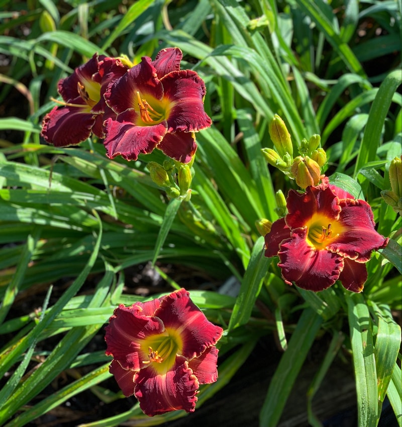 Red Heat Resister from RollingOaksDaylilies