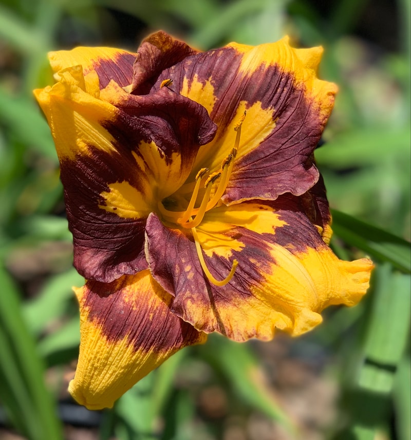 Deep Impact from RollingOaksDaylilies