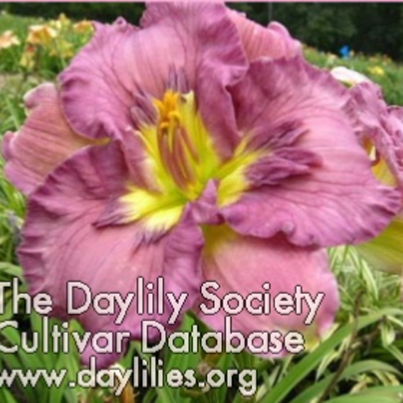Texas Feathered Fancy daylily bloom