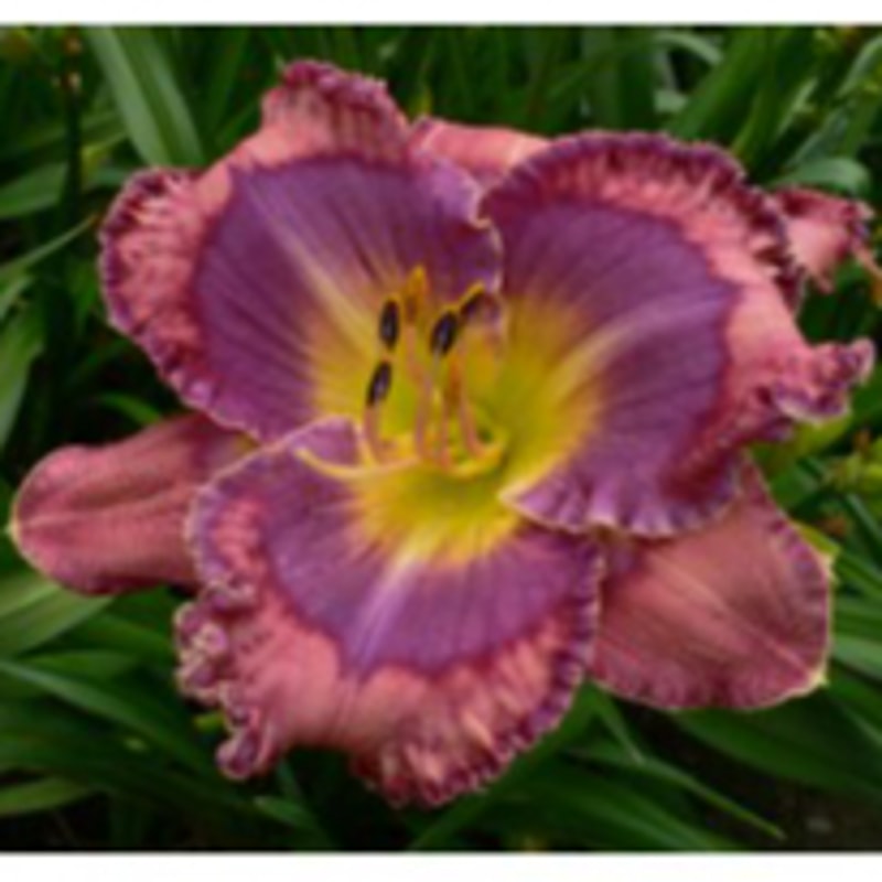 Almost Parrot Eyes daylily bloom