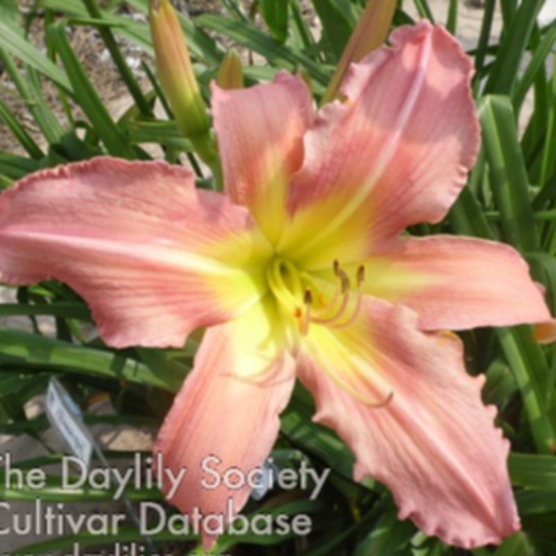Amazon Girl daylily bloom