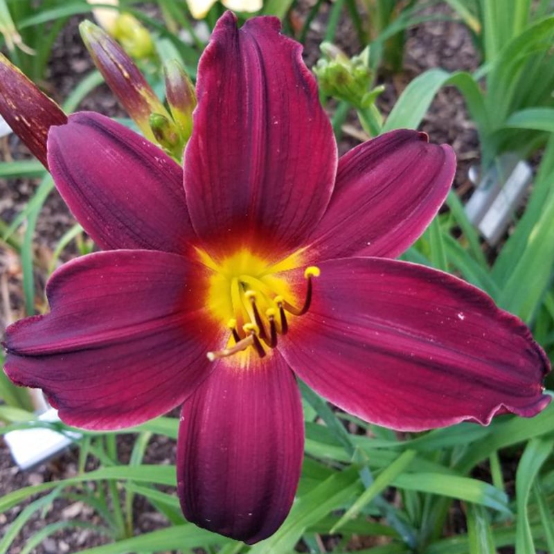 American Revolution daylily bloom