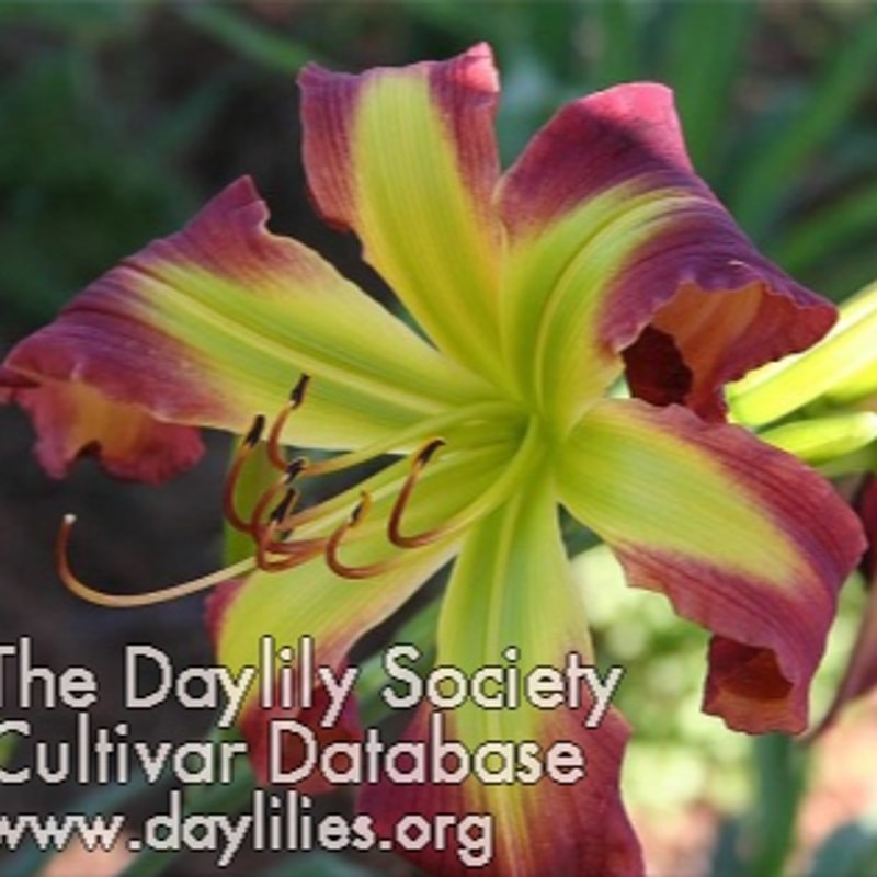 Angel in Oz daylily bloom